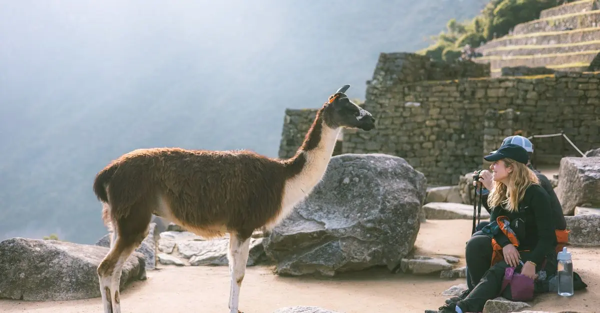 Randonnée avec les Lamas : Une Aventure Hors du Commun